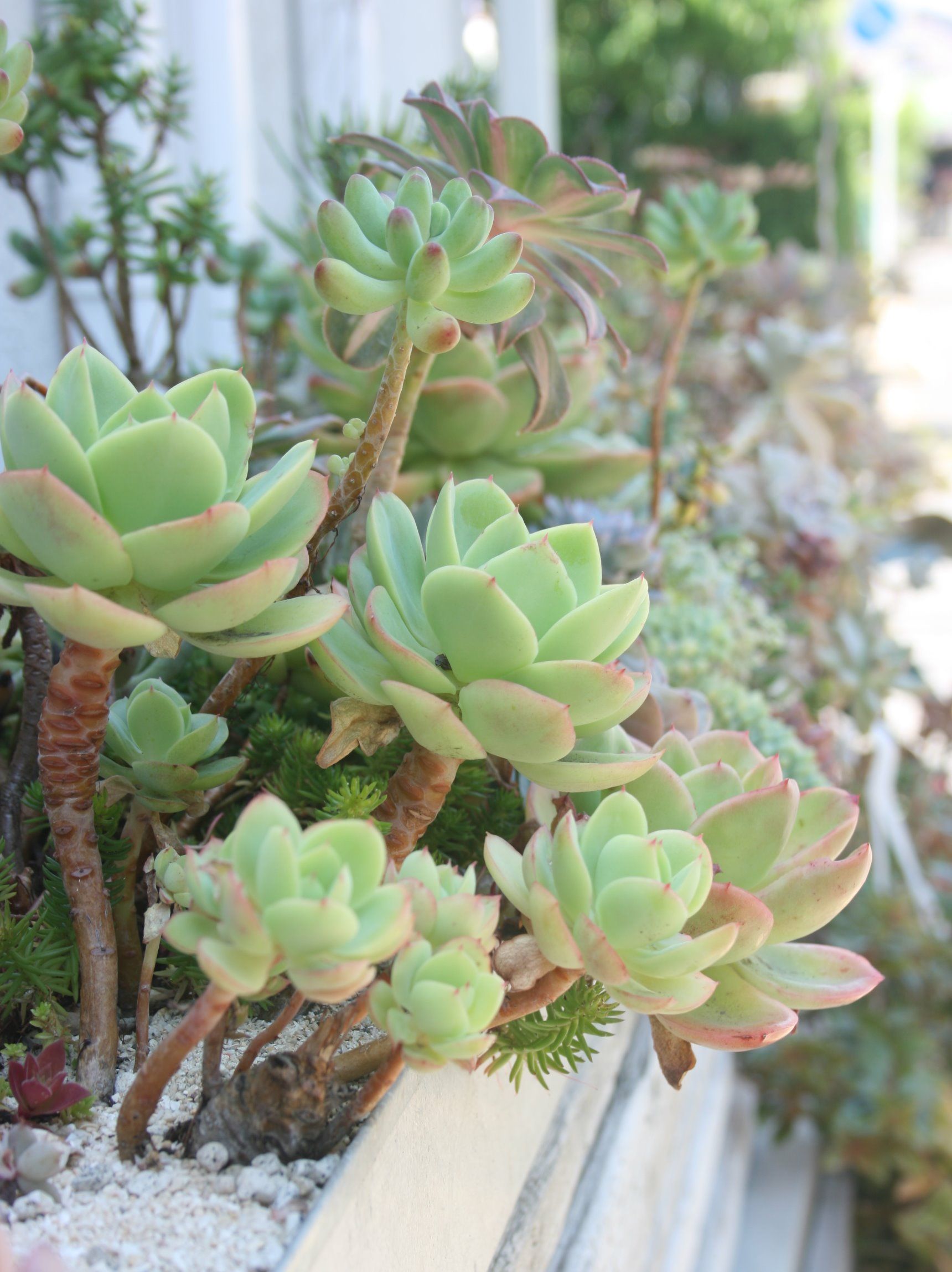 多肉植物の上手な育て方 コツとお手入れ 植え替え 寄せ植えを一挙紹介します Gardenstory ガーデンストーリー